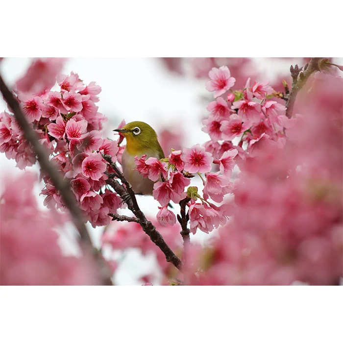 Canon EOS R100 + RF-S 18-45mm IS STM + RF 75-300mm f/4-5.6