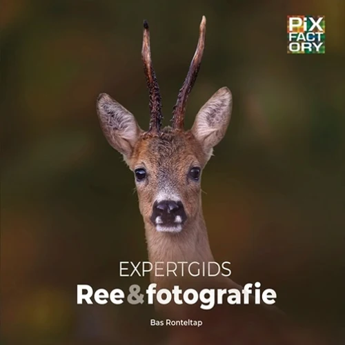 Expert Guide Deer & Photography