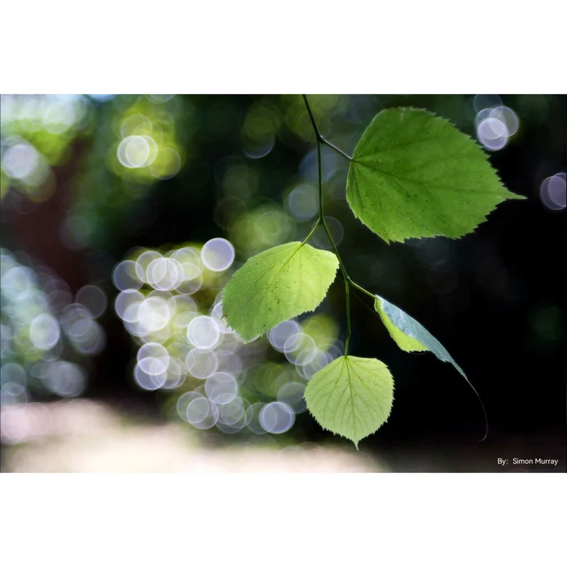 TTArtisan 100mm f/2.8 Bubble Bokeh Leica M