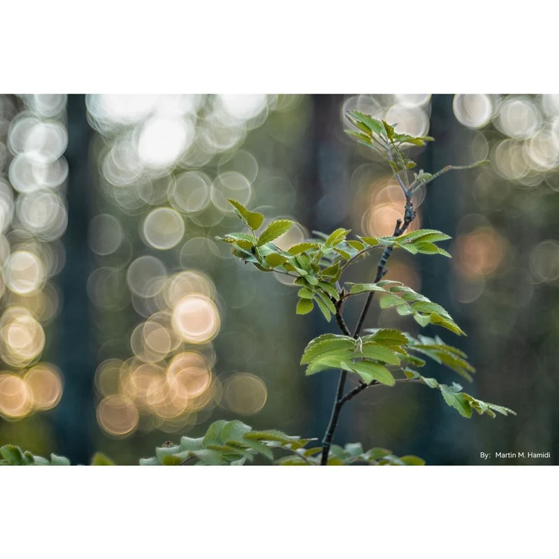 TTArtisan 100mm f/2.8 Bubble Bokeh Leica M