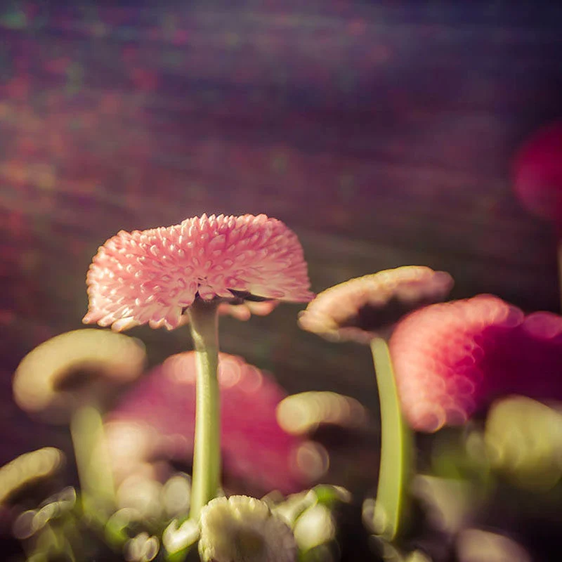 Lensbaby Composer Pro II Nikon Z mit Sweet 50