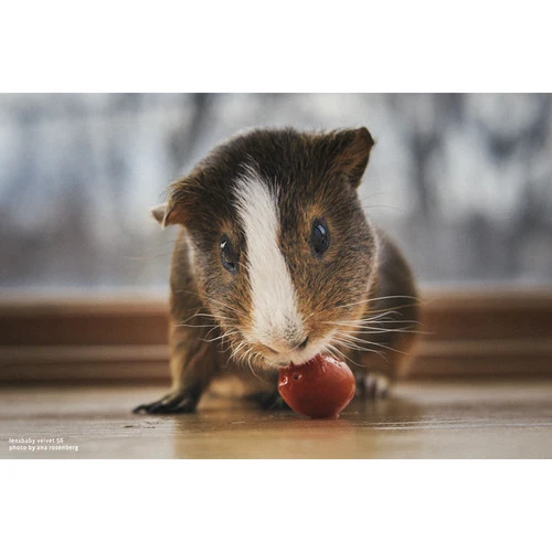 LensBaby Velvet 56 Black Nikon Z