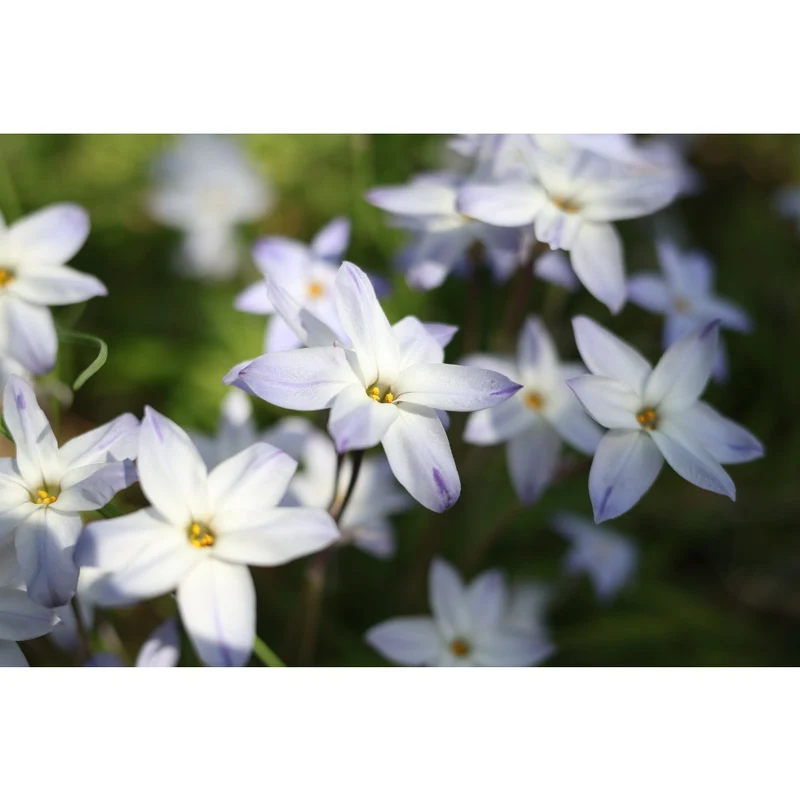 Canon RF 28mm f/2.8 STM