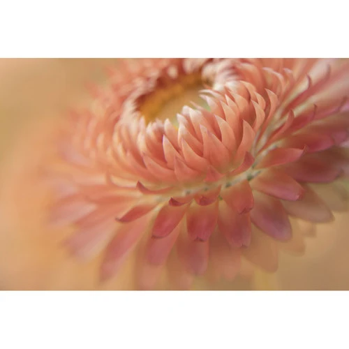 LensBaby Macro Filter Kit 46mm
