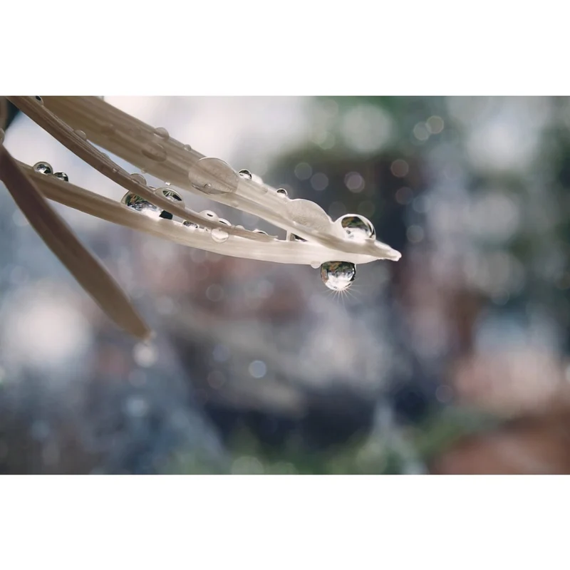 Lensbaby Velvet 56 Schwarz für Sony E-Mount