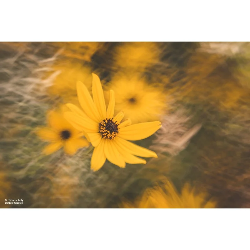 Lensbaby Composer Pro II w/ Double Glass II für Fuji X