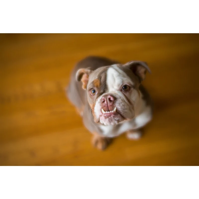 Lensbaby Velvet 56 schwarz Nikon