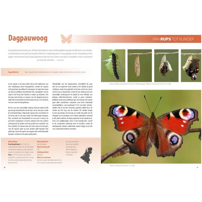 Fotografie-Ratgeber Schmetterlinge und Libellen