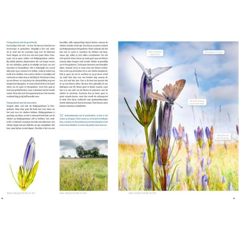 Fotografie-Ratgeber Schmetterlinge und Libellen
