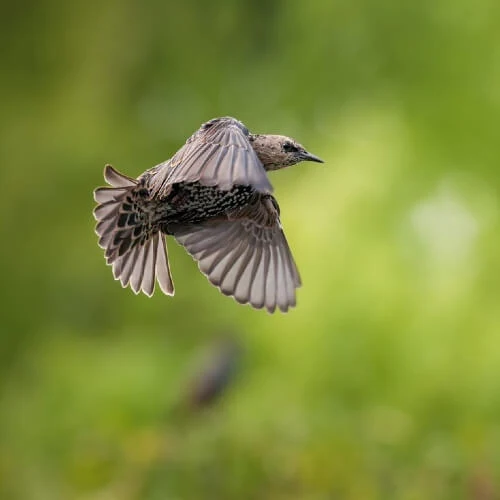 Sony A7R V Gehäuse
