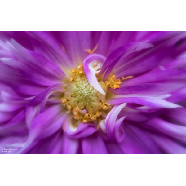 Lensbaby Spark 2.0 Nikon Z