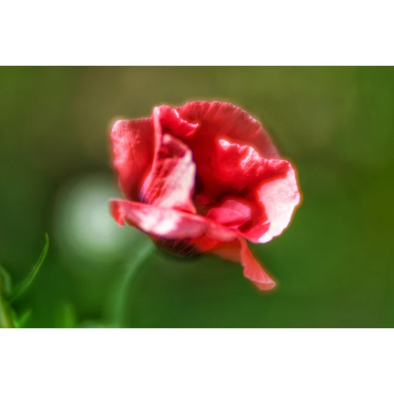 Lensbaby Velvet 85 schwarz Sony E